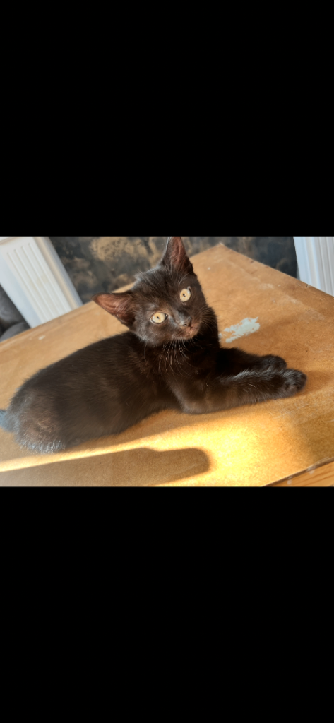 Black mackerel tabby female kittens 