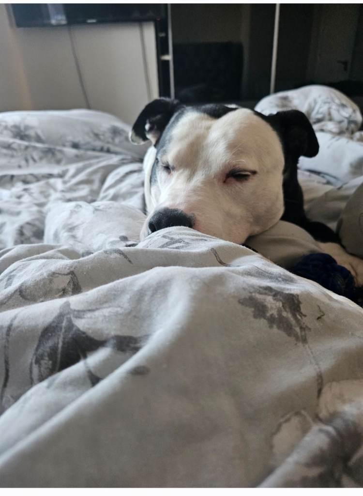 Staffordshire Terrier 