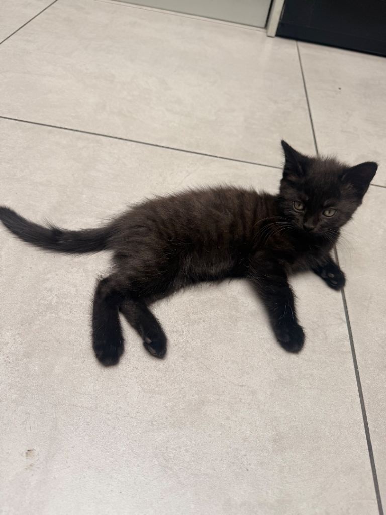 3 gorgeous kittens looking for their forever homes 