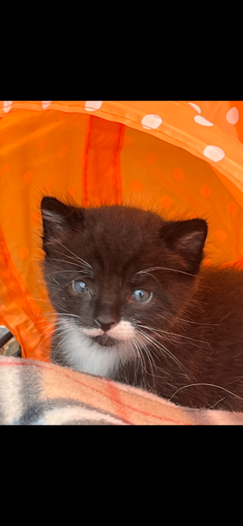 1 kittens for sale