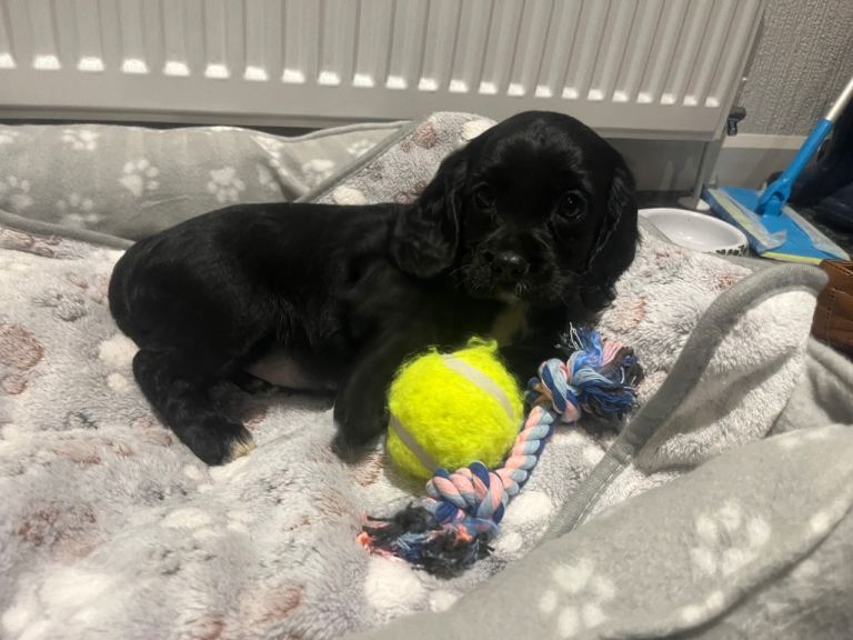 Cavalier King Charles x cocker spaniel puppies 