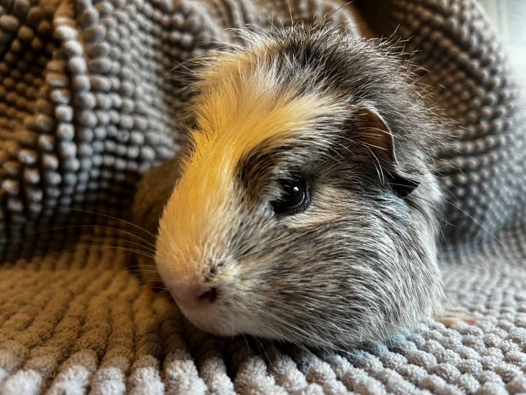 Ralph and Norman (complete set up)