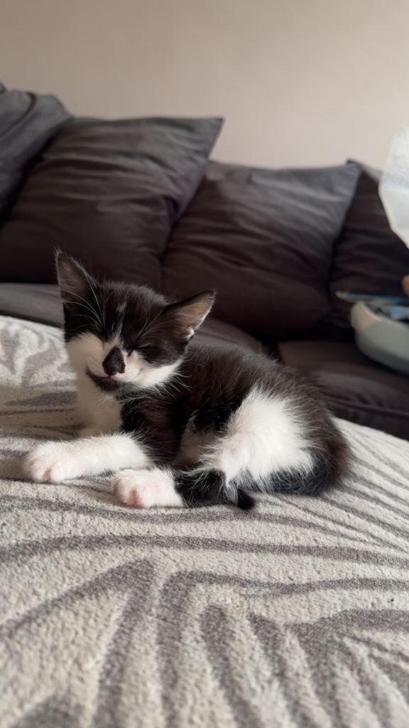 9week old girl kitten