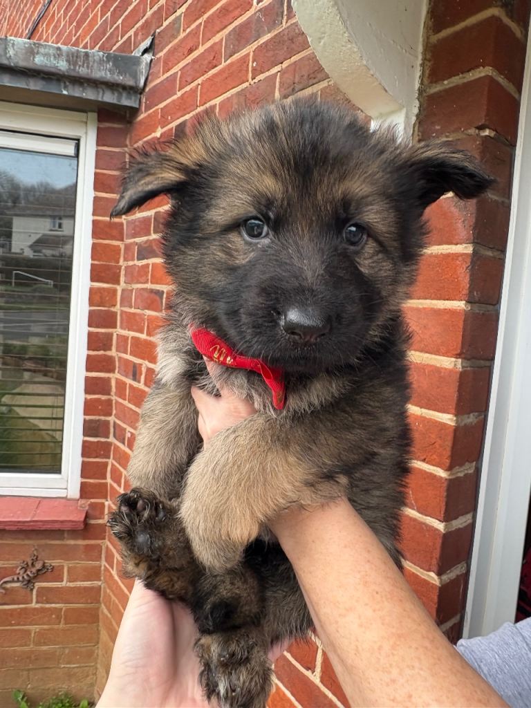 (2 boys remaining) Pure bred German Shepard puppies for sale 