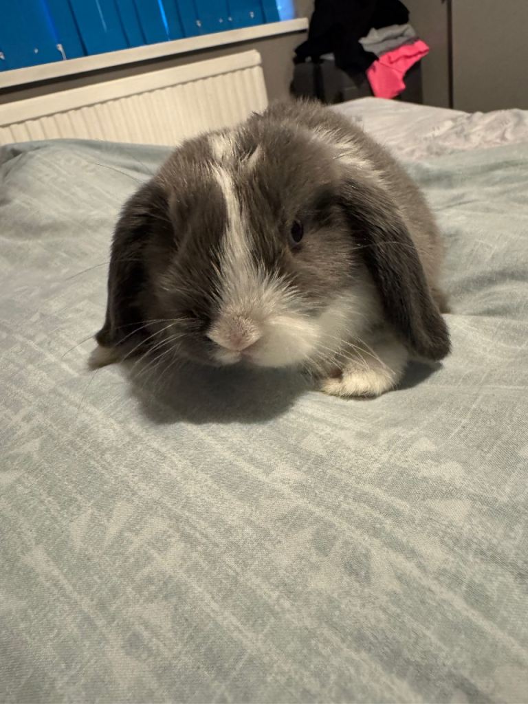 Mini lop bunny’s - very friendly 