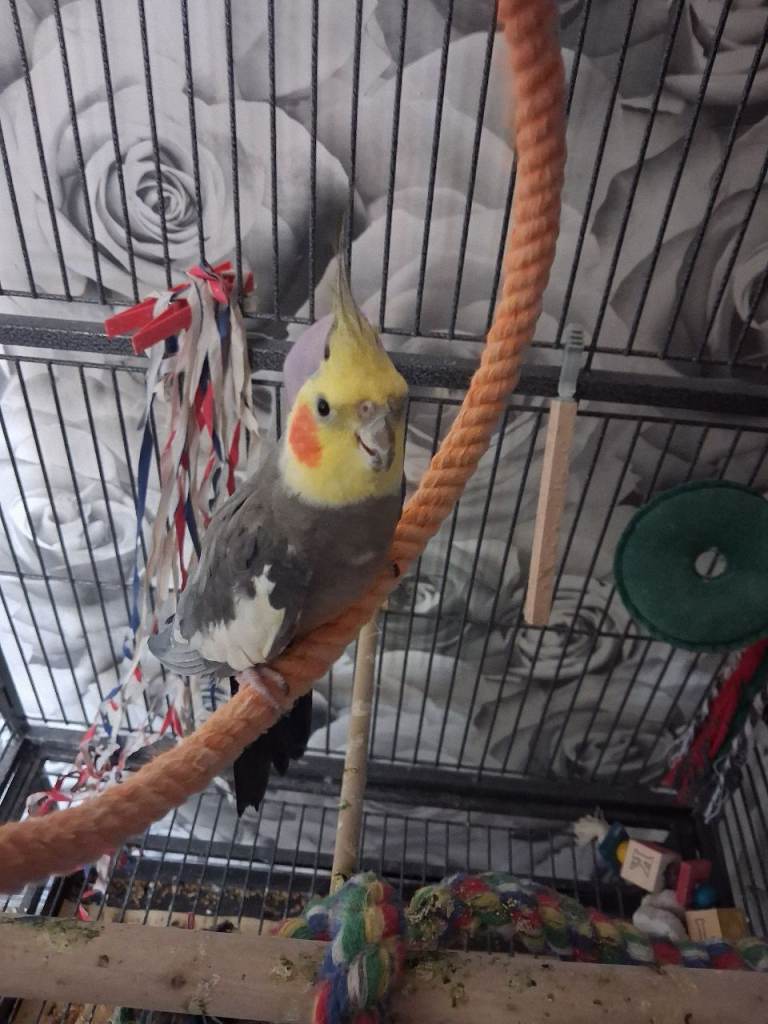 2 cockatiels for sale male n female 