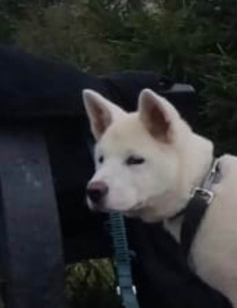 American akita £450 ono