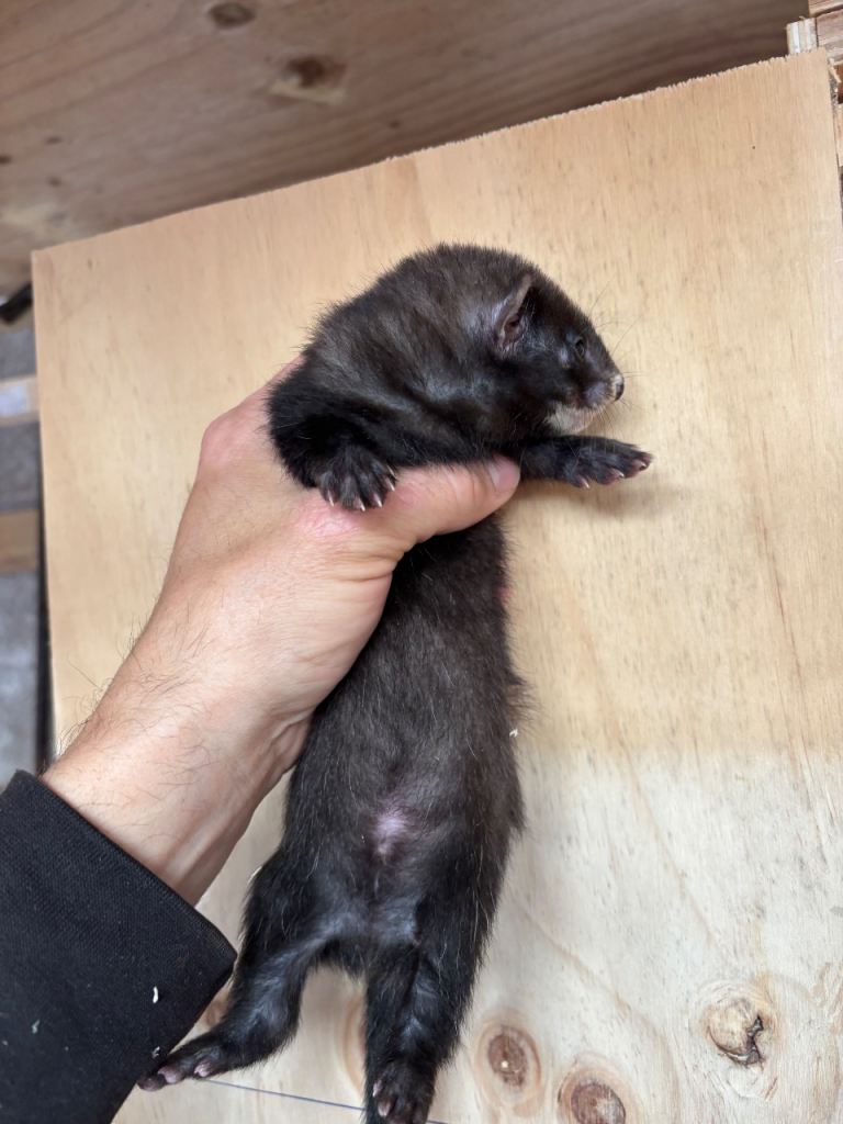 Black ferrets 