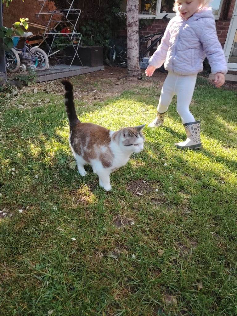 Kitten looking for a home 
