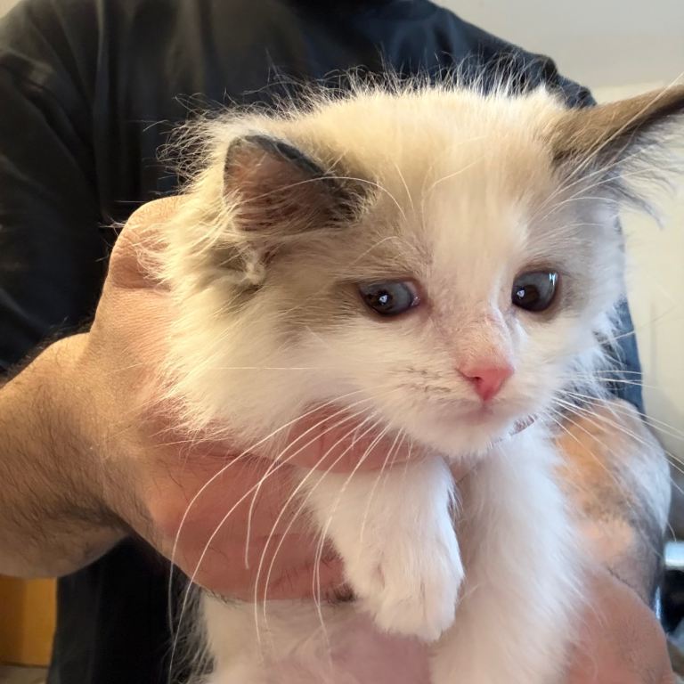 Beautiful baby ragdolls (if ads up still available)