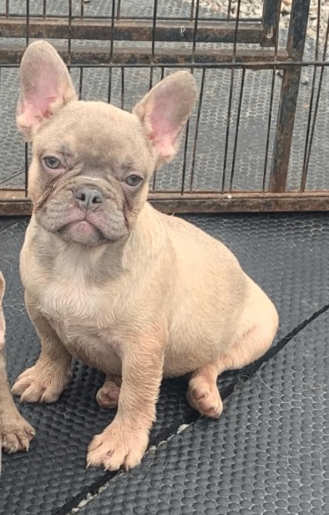Lilac fawn french bulldog puppies