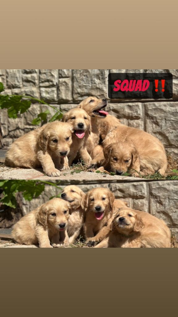 Golden Retriever Puppies •Health Tested• Pedigree•KC•