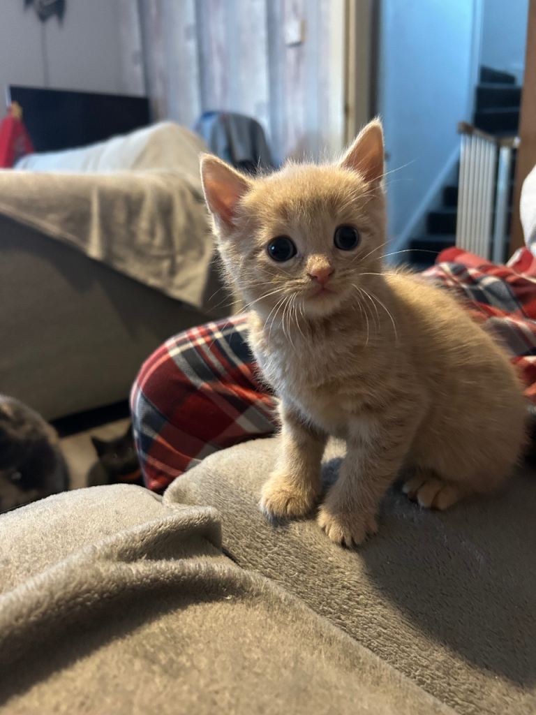4 stunning kittens. Ready Boxing Day 