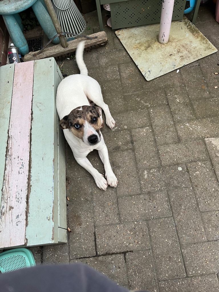 Male Jack Russell 