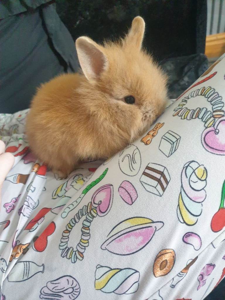 Ready to leave 3 lionhead rabbits