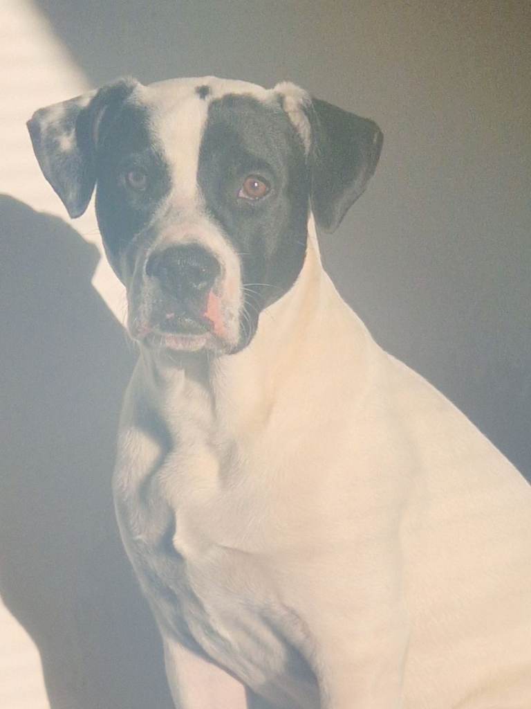 Akita/bullmastiff 6months