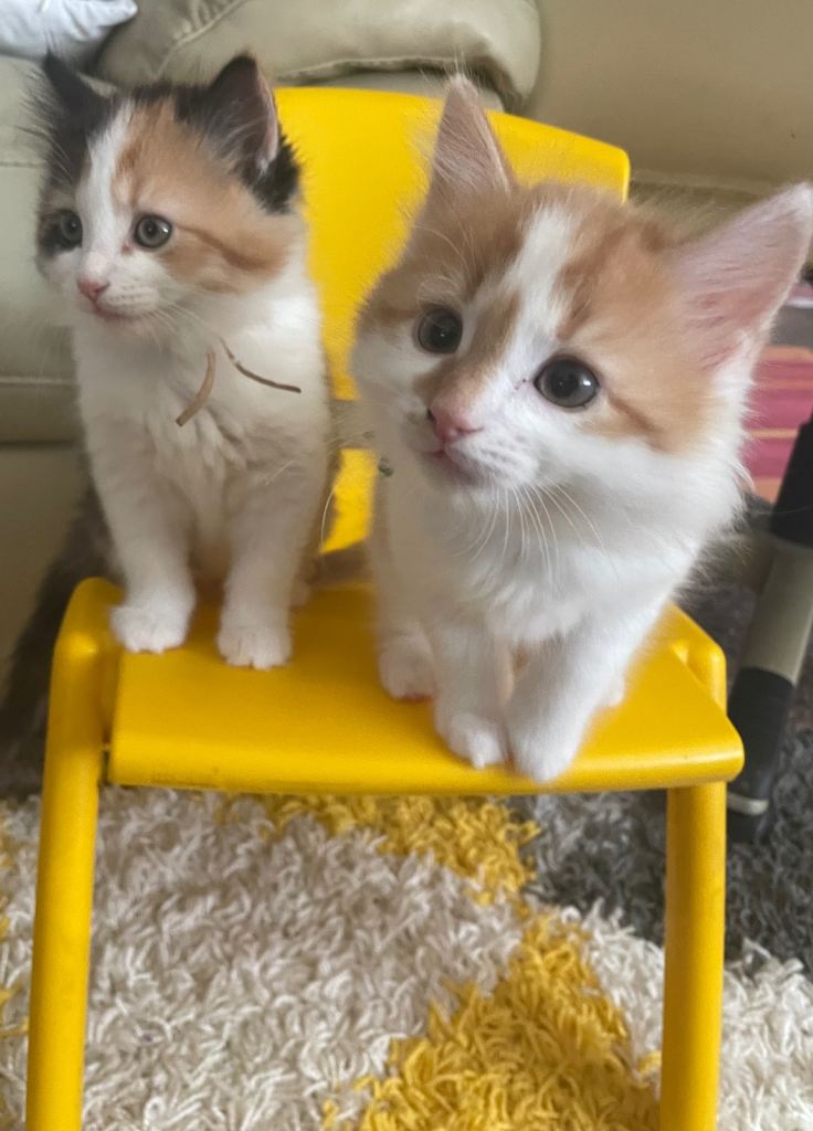 Kittens