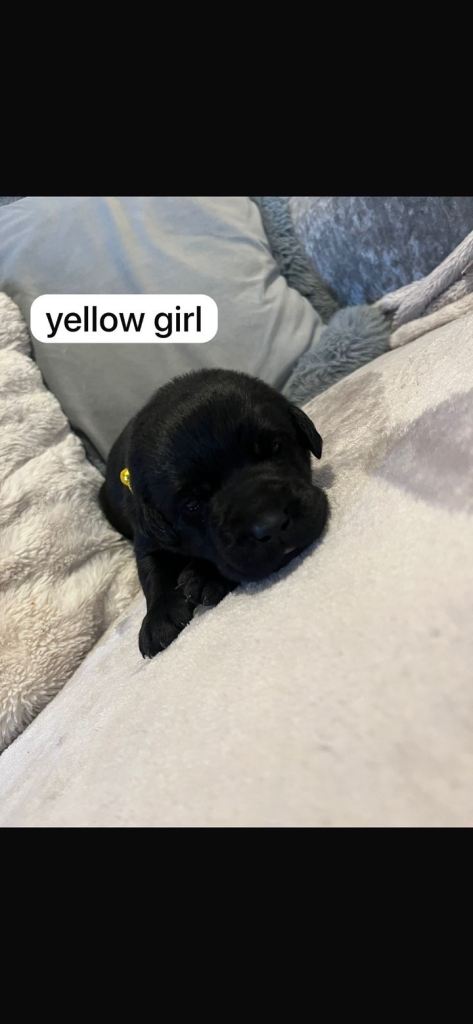 Labrador puppies 
