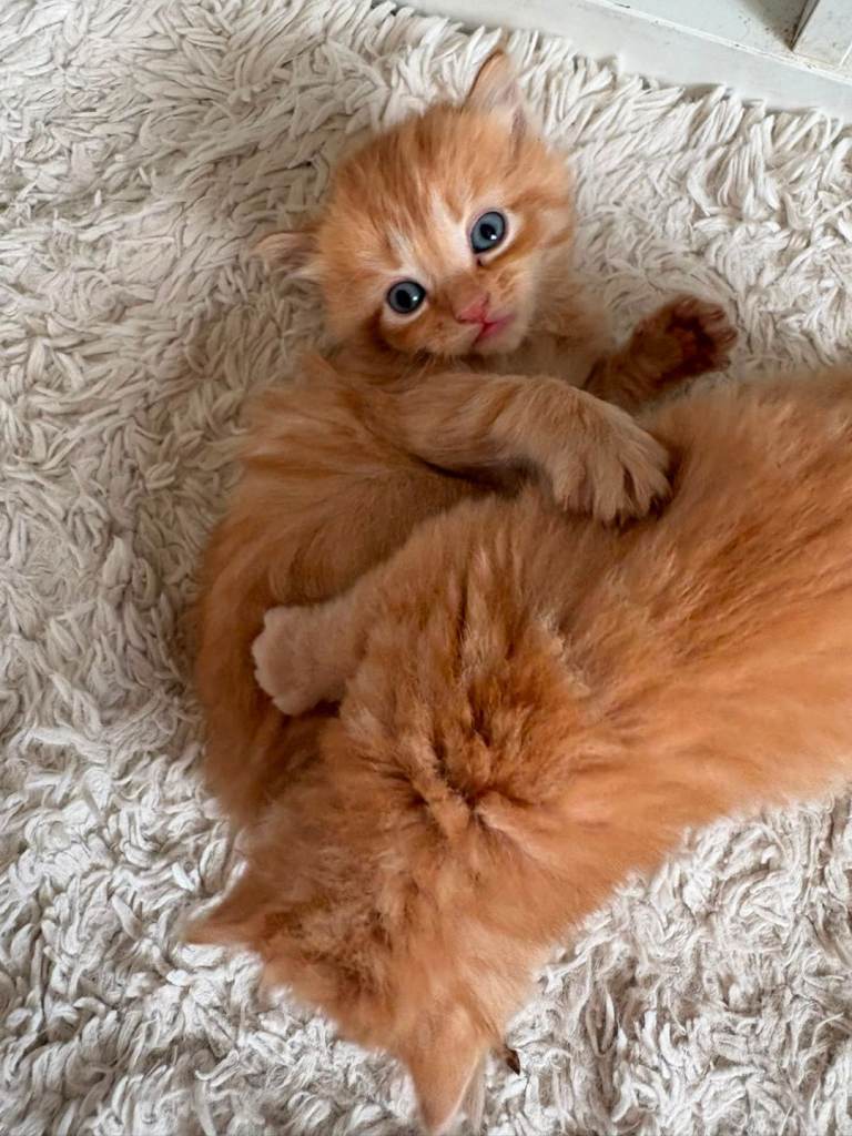 Fluffy kittens 