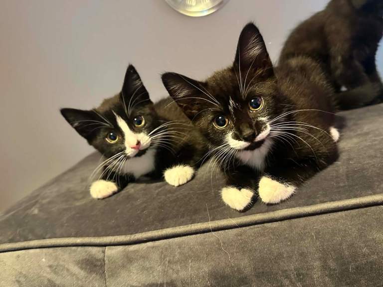 British short hair cross kittens 