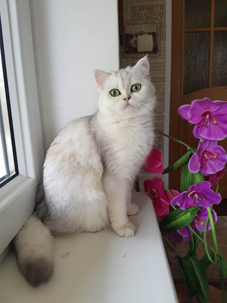 image for British shorthair cats  