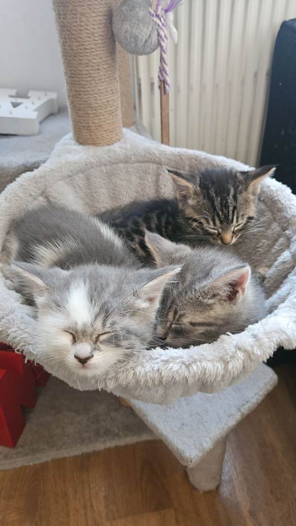 Grey Mixed Breed kittens