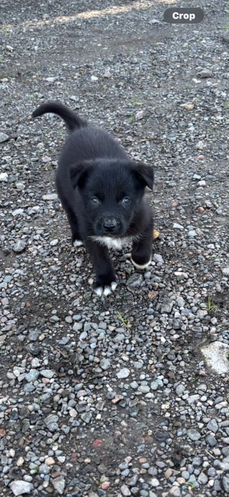 4 collie / blue merl pups for sale Two left