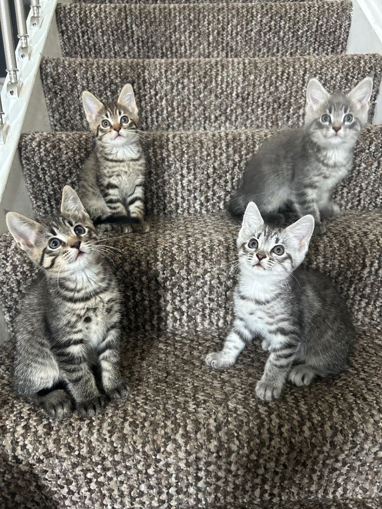 Maine Coon x breed for sale