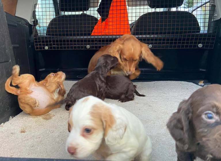 Cocker spaniel puppies 