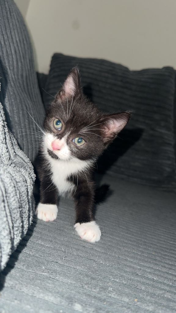 Kittens for sale 