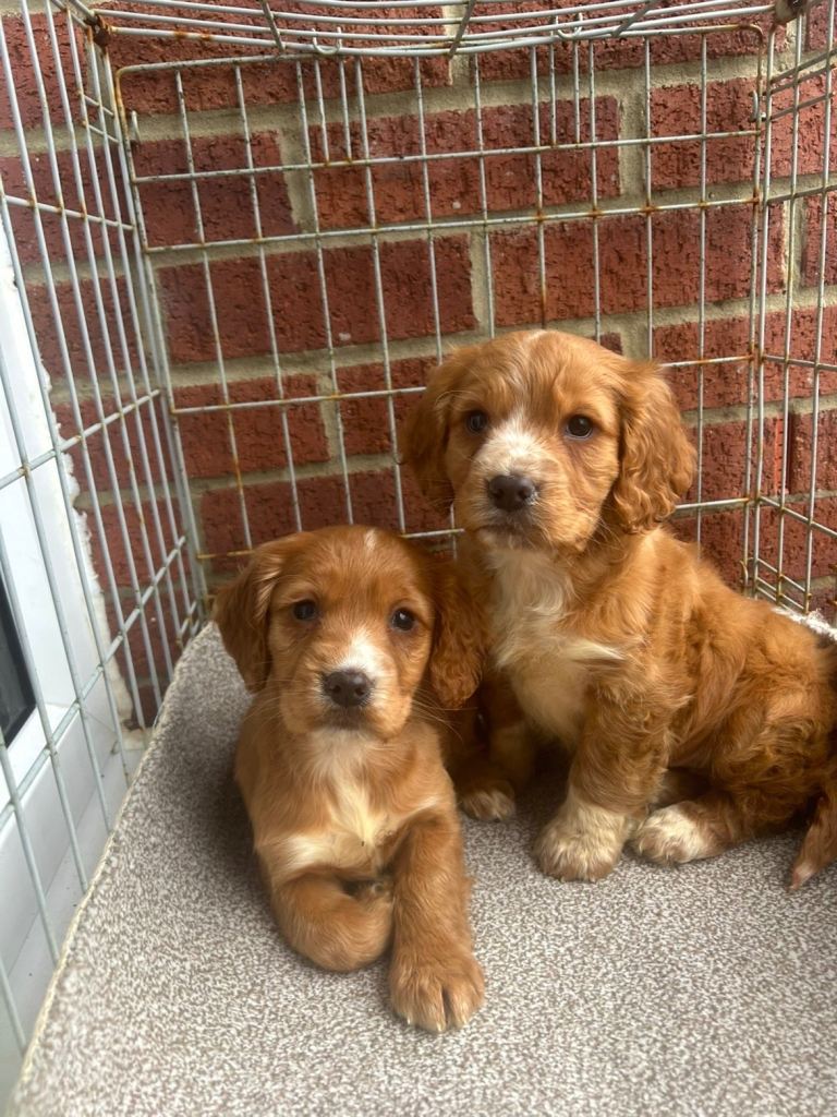 Two cocker spaniel puppies