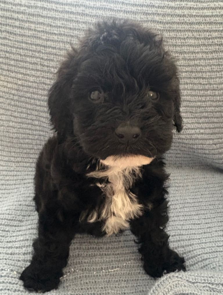 Cockapoo puppy’s 