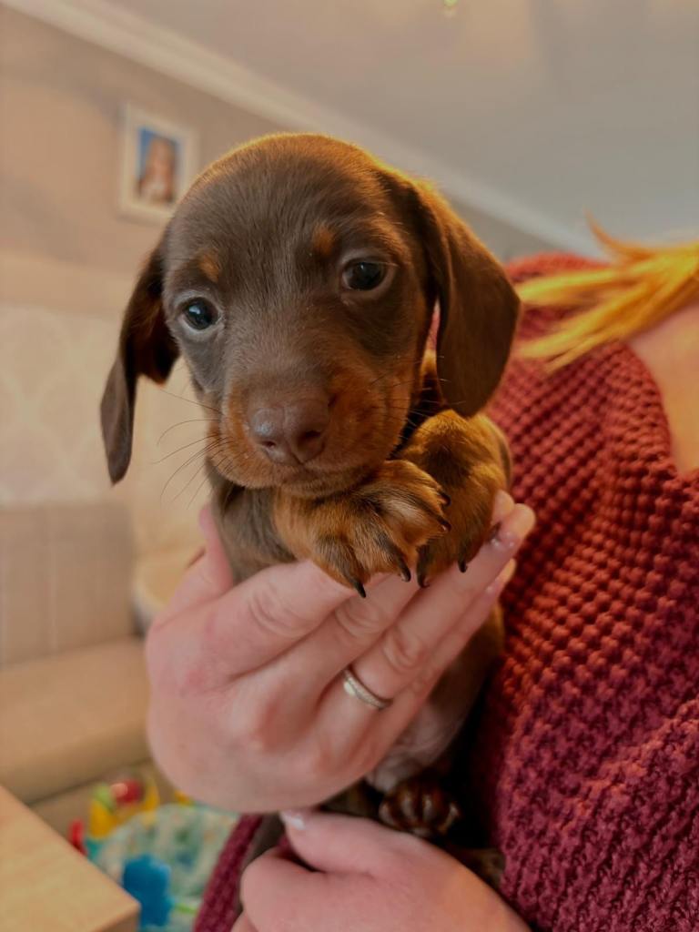 Miniature dachshunds 