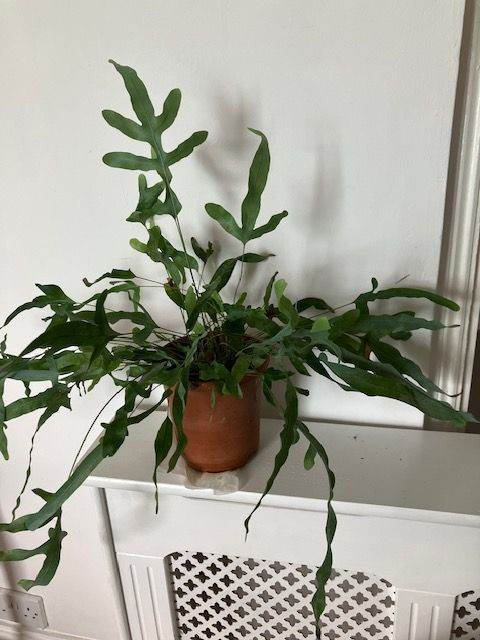 Blue Star Fern houseplant