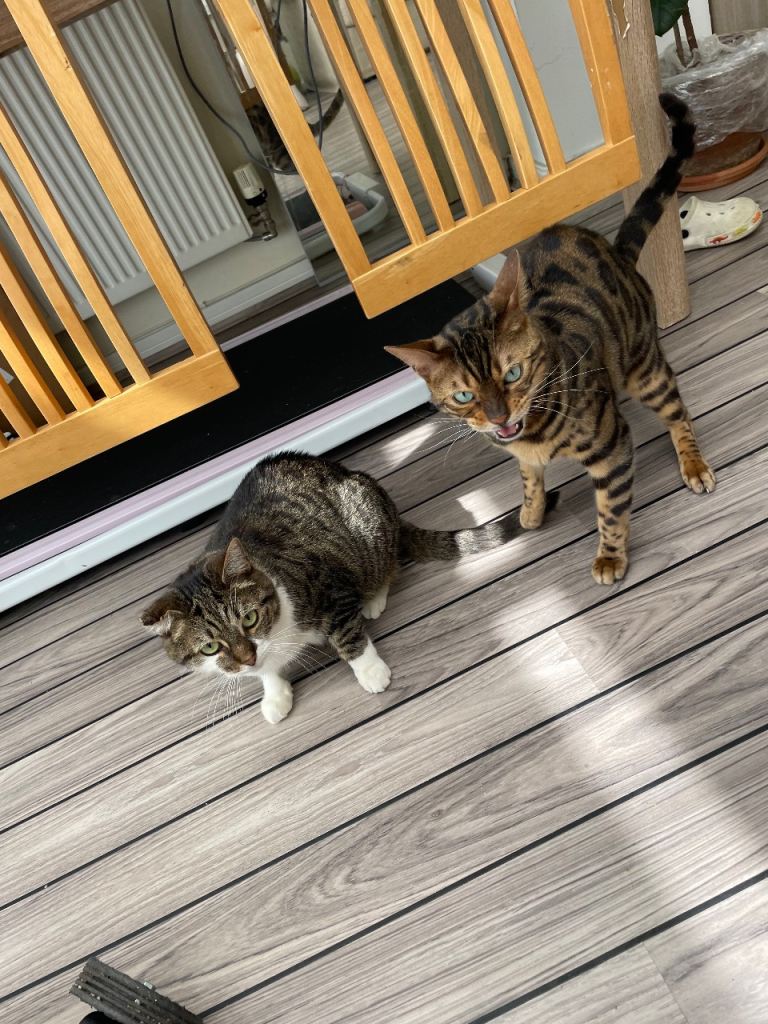 Cats 