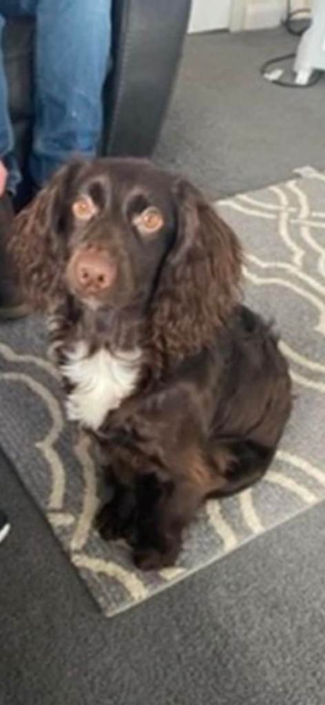 Cocker spaniel 