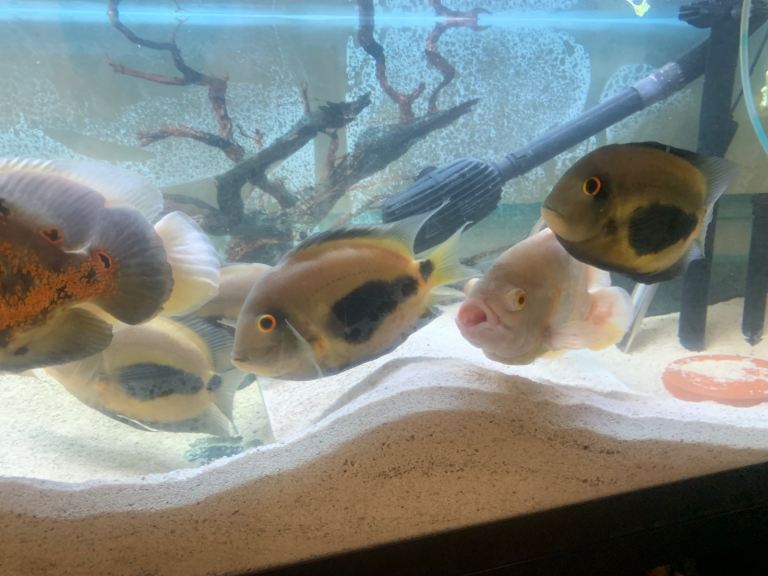 Oscar and Uaru fish 