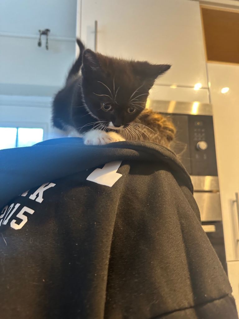 Black and white female kitten