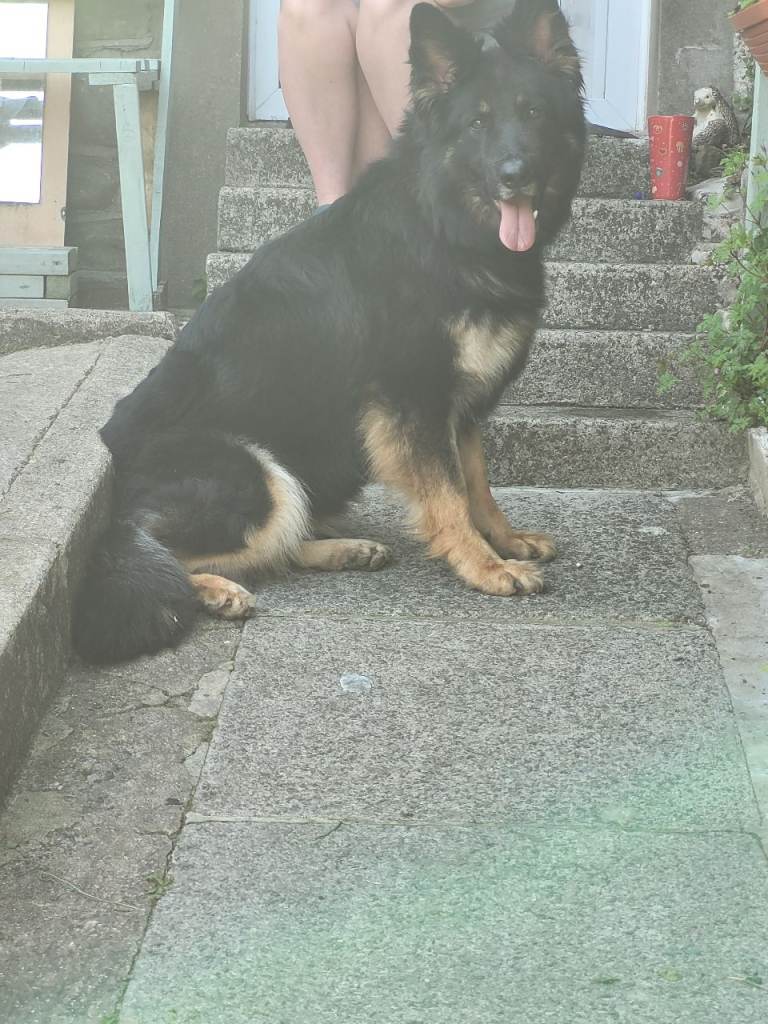 GERMAN SHEPHERD PUPPIES 