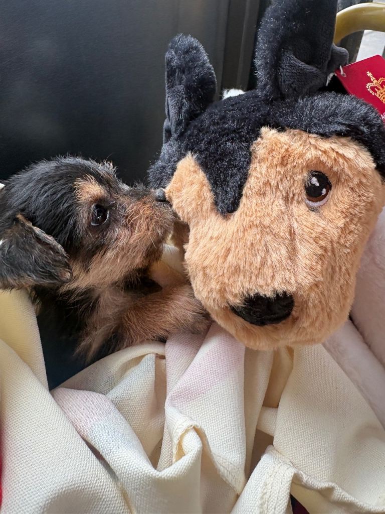 Jack Russel x Chihuahua 