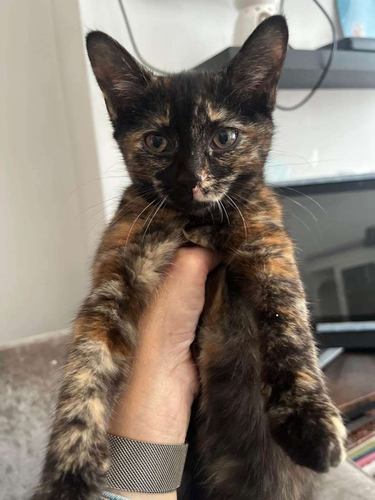 Beautiful kitten ready to go