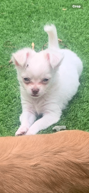 X2 8 week chihuahua puppies 