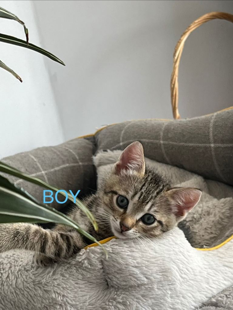 2 lovely kittens 1 boy and 1girl