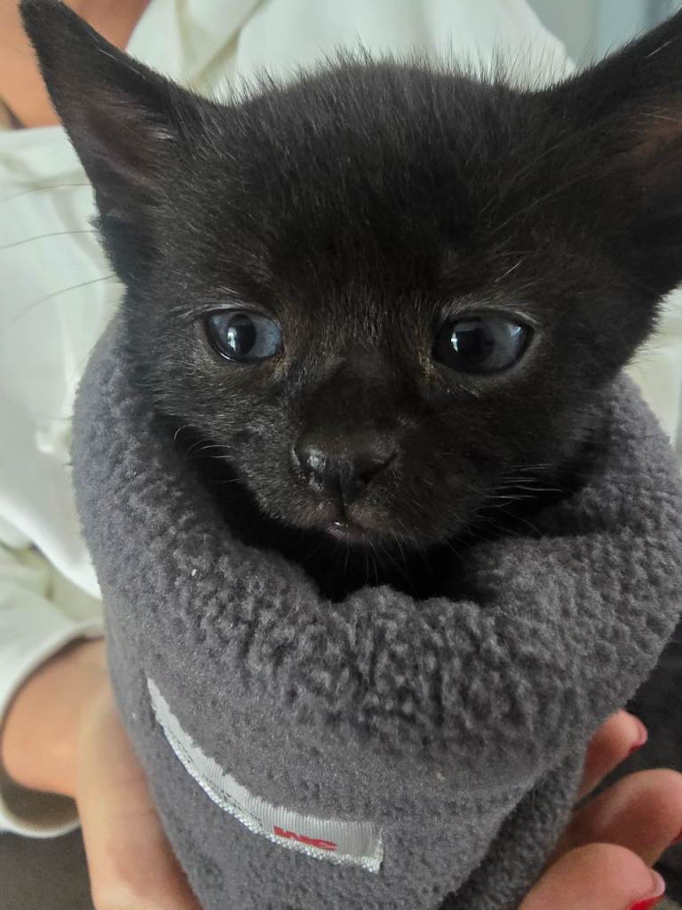 🐾 Two Gorgeous Black Kittens – 1 Boy & 1 Girl 🐾