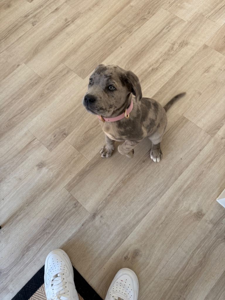 Cane corso Merle puppy