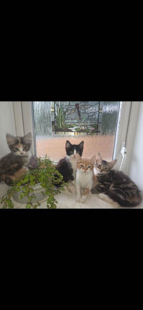 18 week kittens 