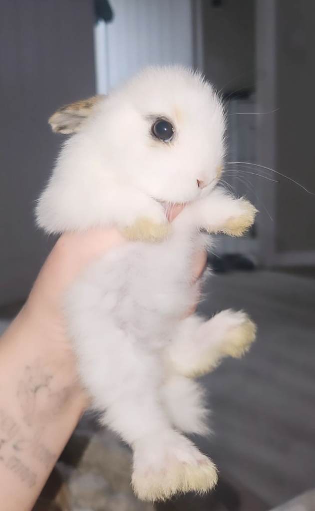 Beautiful baby bunnies READY NOW