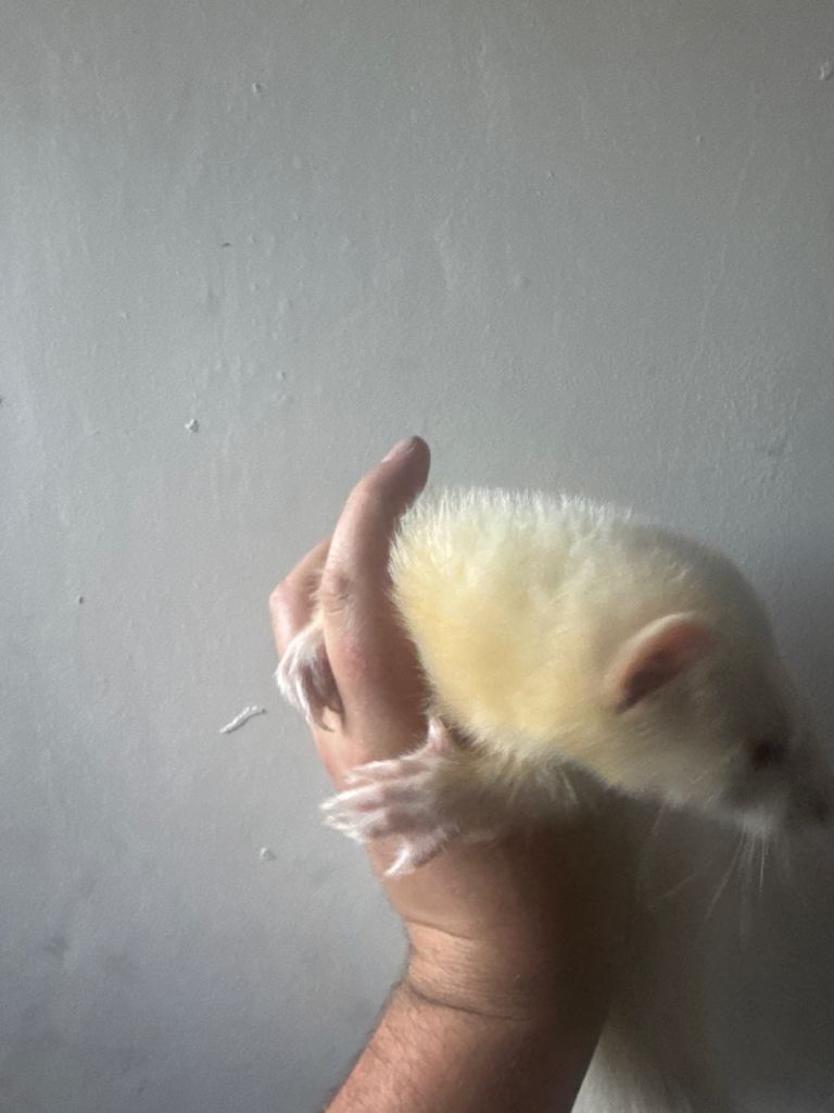 2 male hobs and cage 