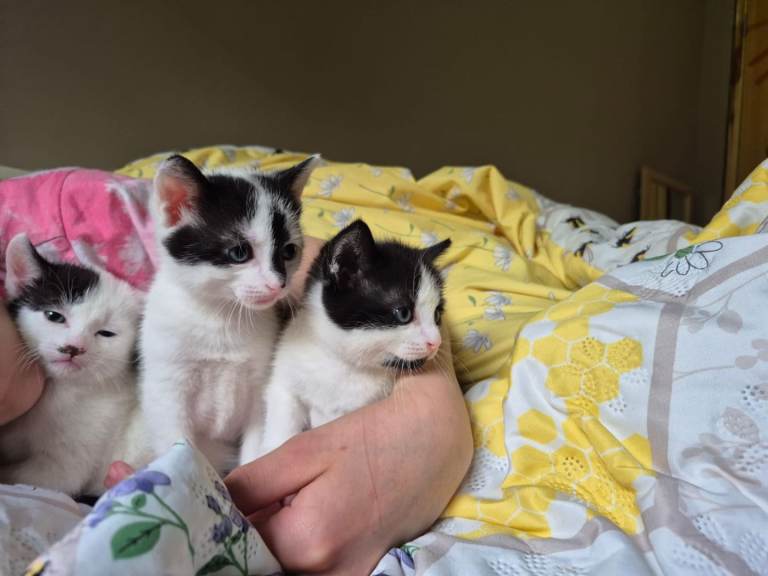3 lovely kittens for sale
