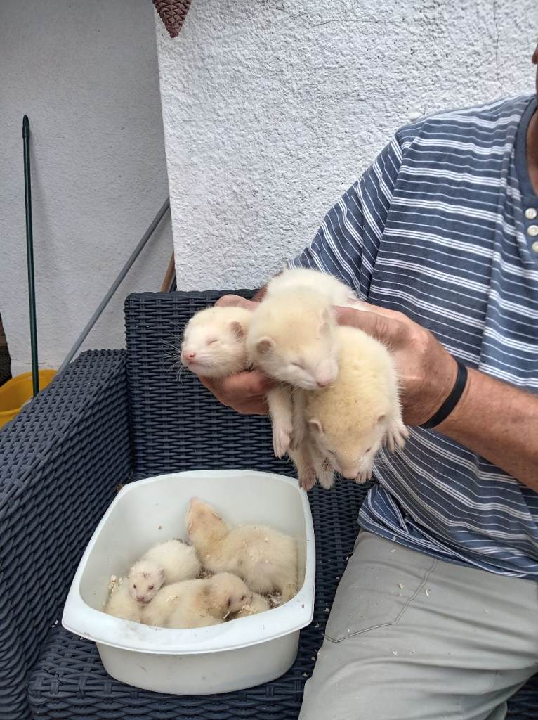 Greyhound ferrets for sale